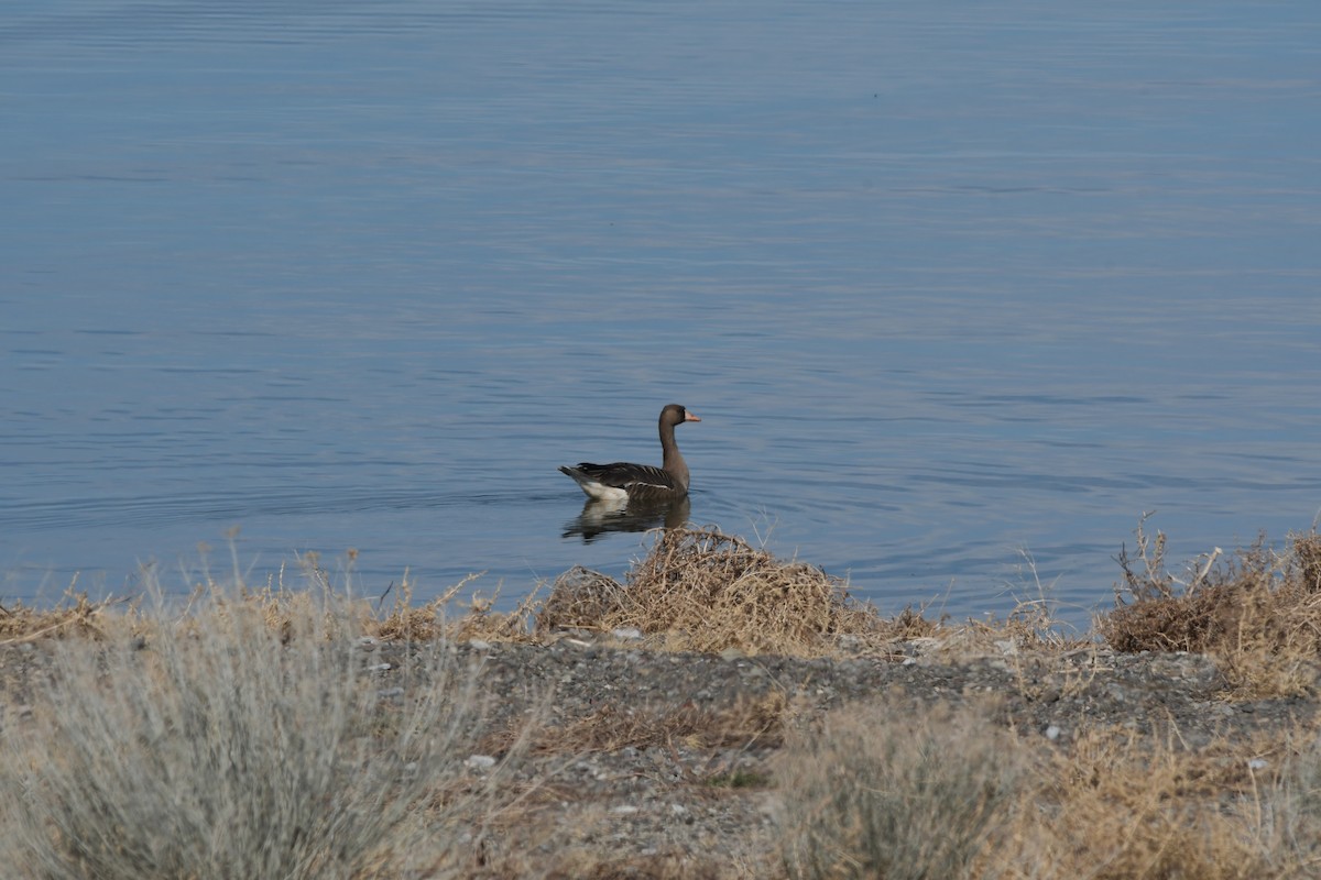 Greater White-fronted Goose - ML615330957