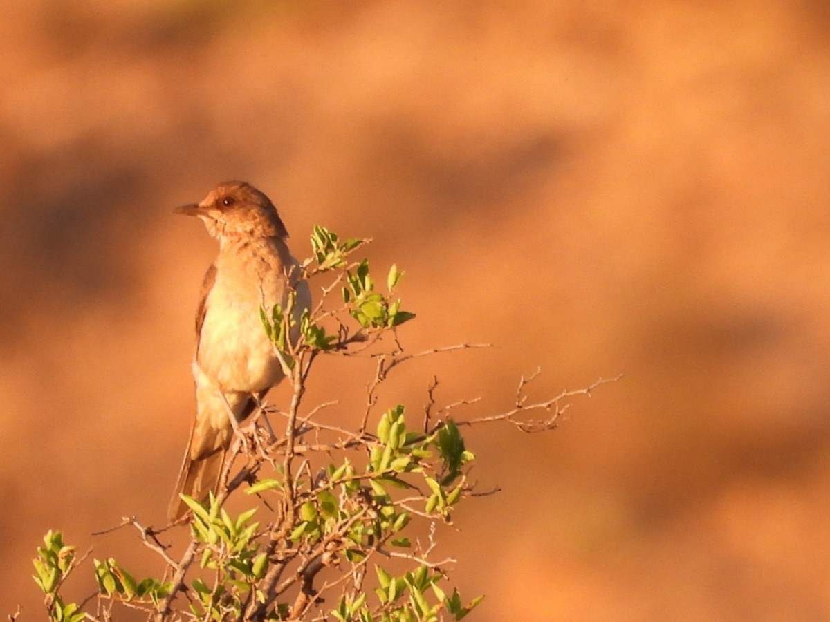 Cliff Flycatcher - ML615330980