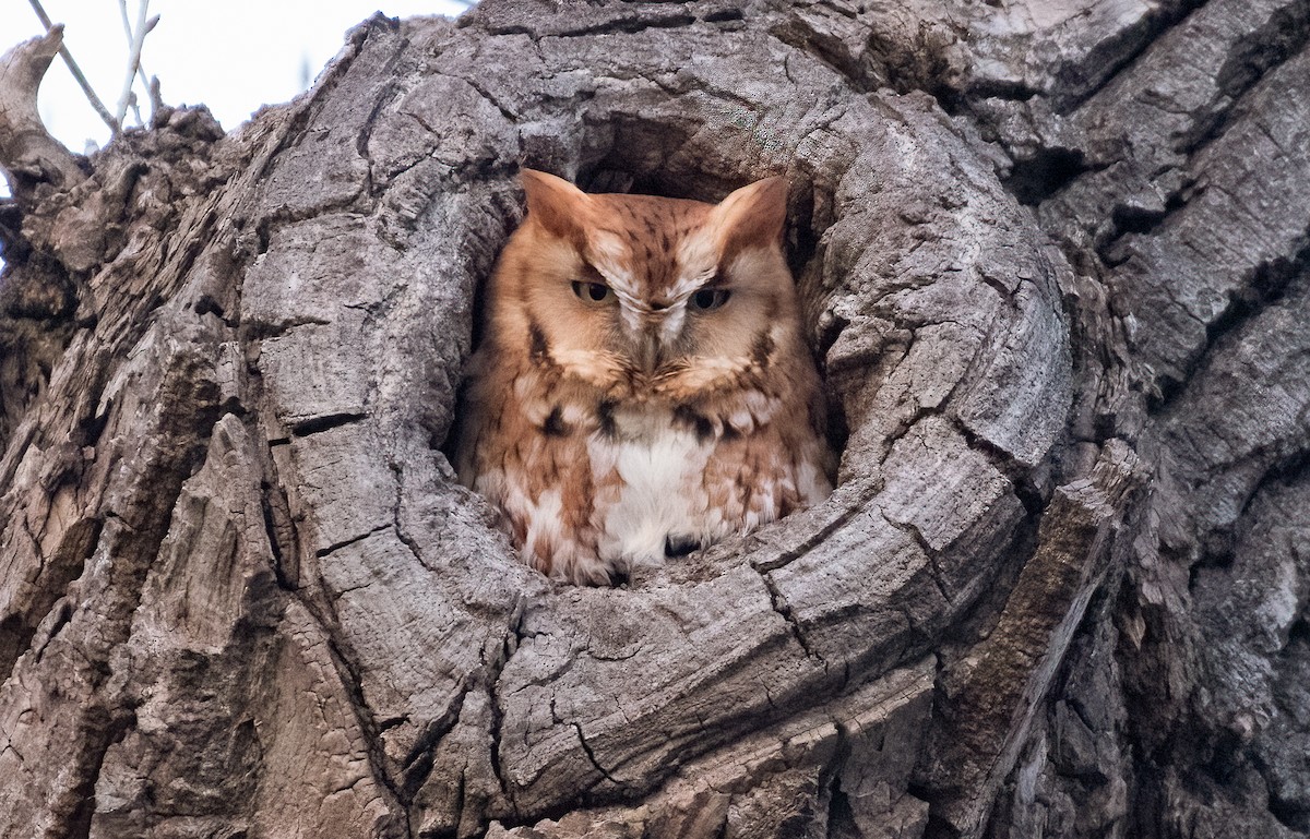 Eastern Screech-Owl - ML615331011