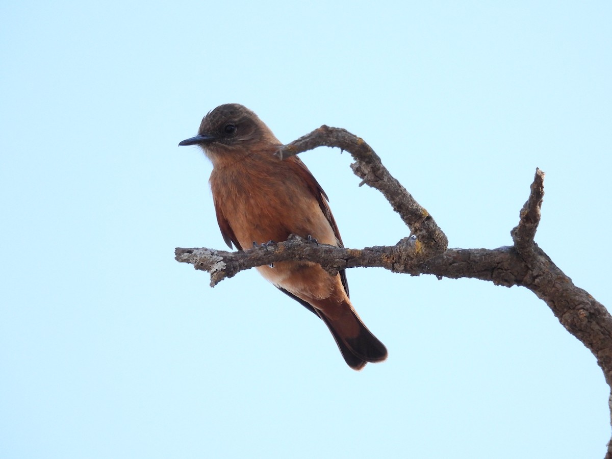 Tropical Kingbird - ML615331021