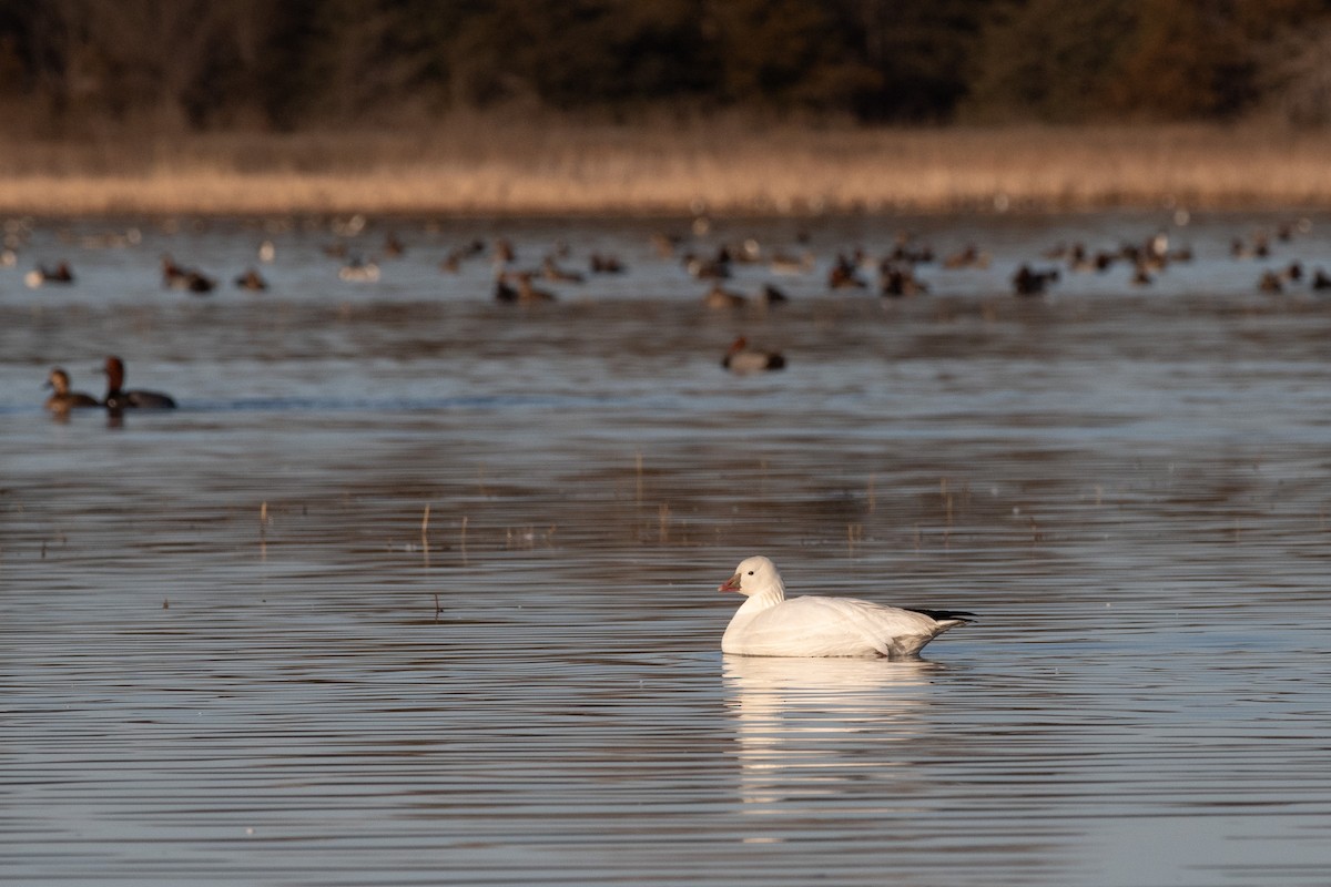 Ross's Goose - ML615331029