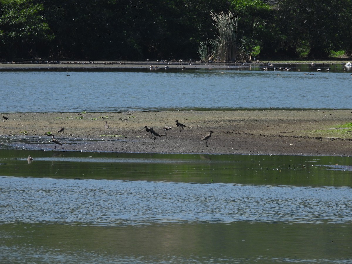 Southern Lapwing - ML615331056