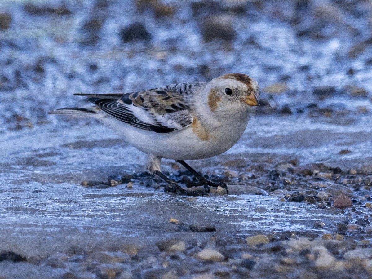 Цасч хөмрөг - ML615331060