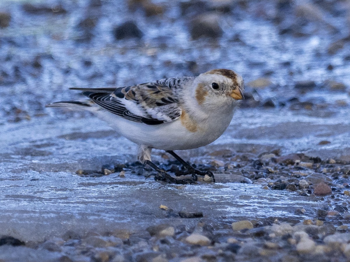 Snow Bunting - Howard Heffler