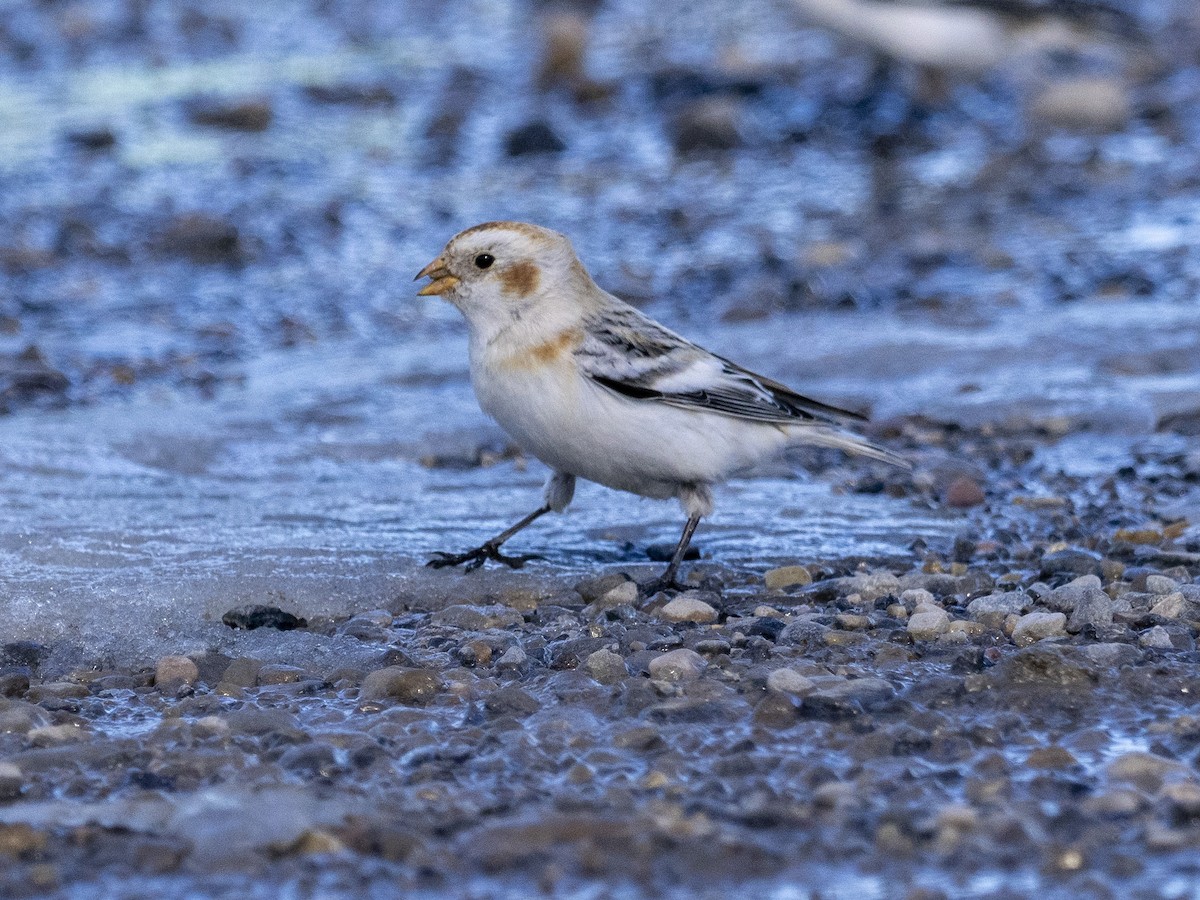 Snow Bunting - ML615331062