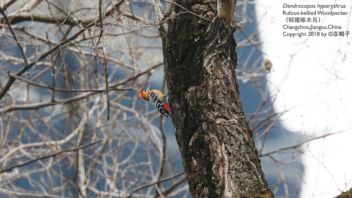 Rufous-bellied Woodpecker - Xuelei Jiang