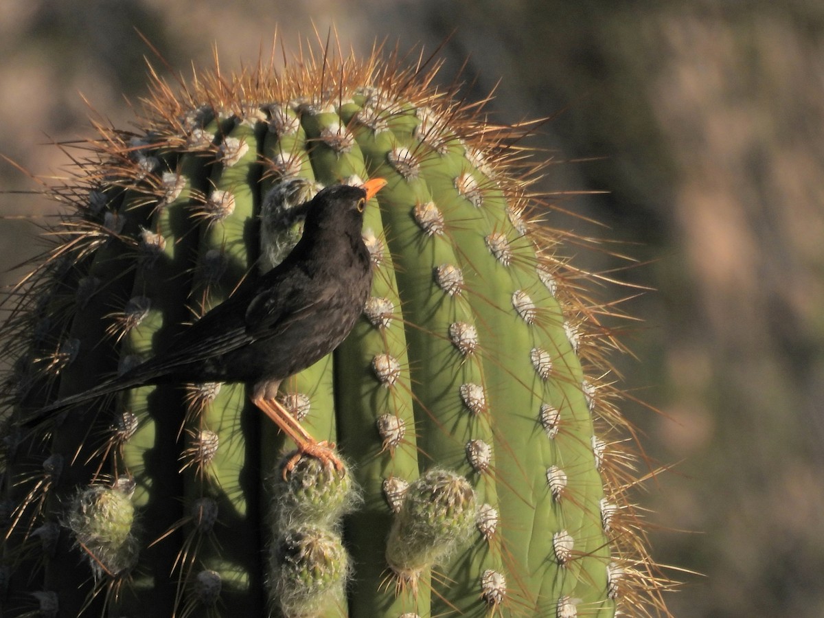 Chiguanco Thrush - ML615331100