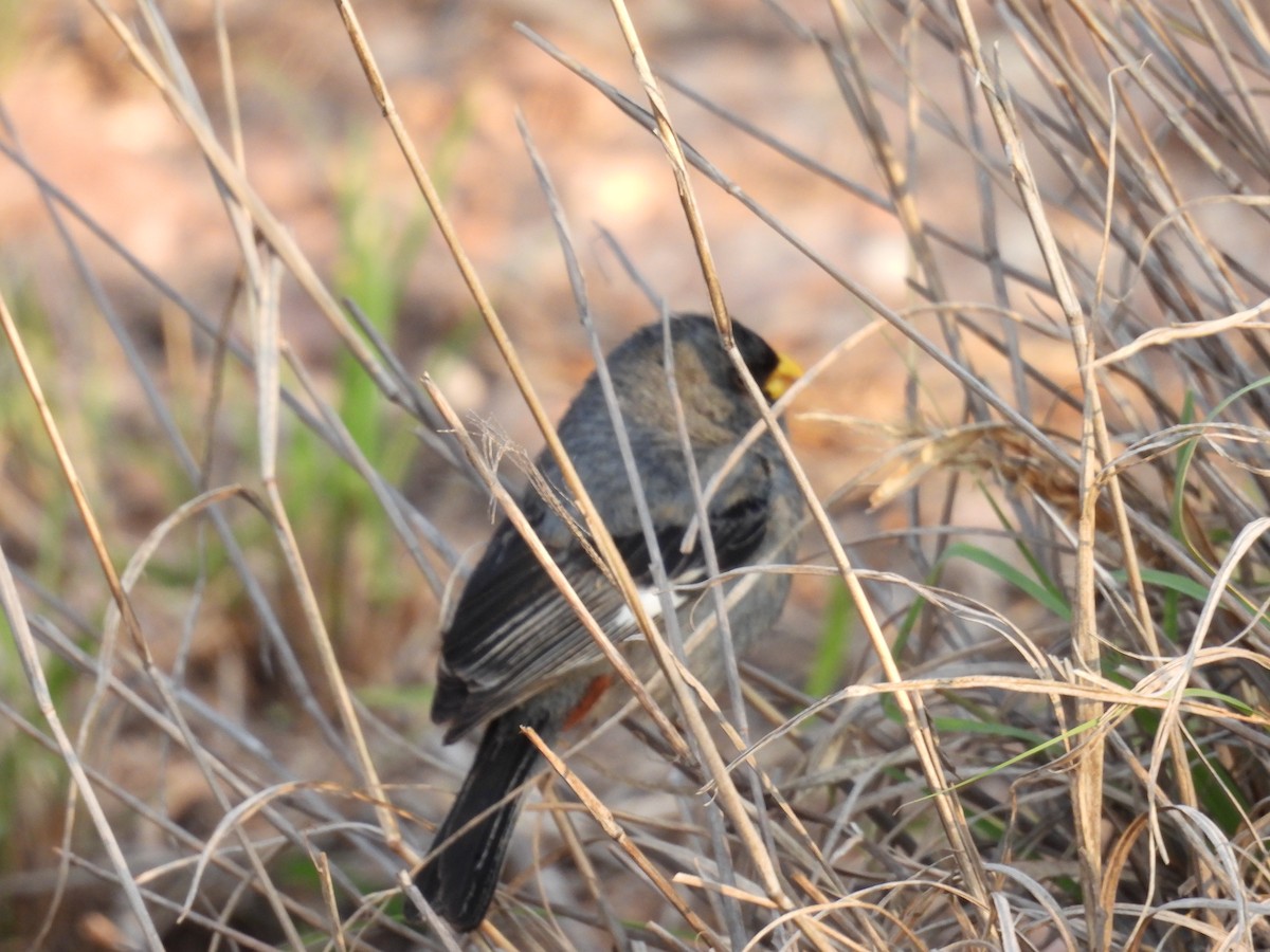 Band-tailed Seedeater - ML615331126