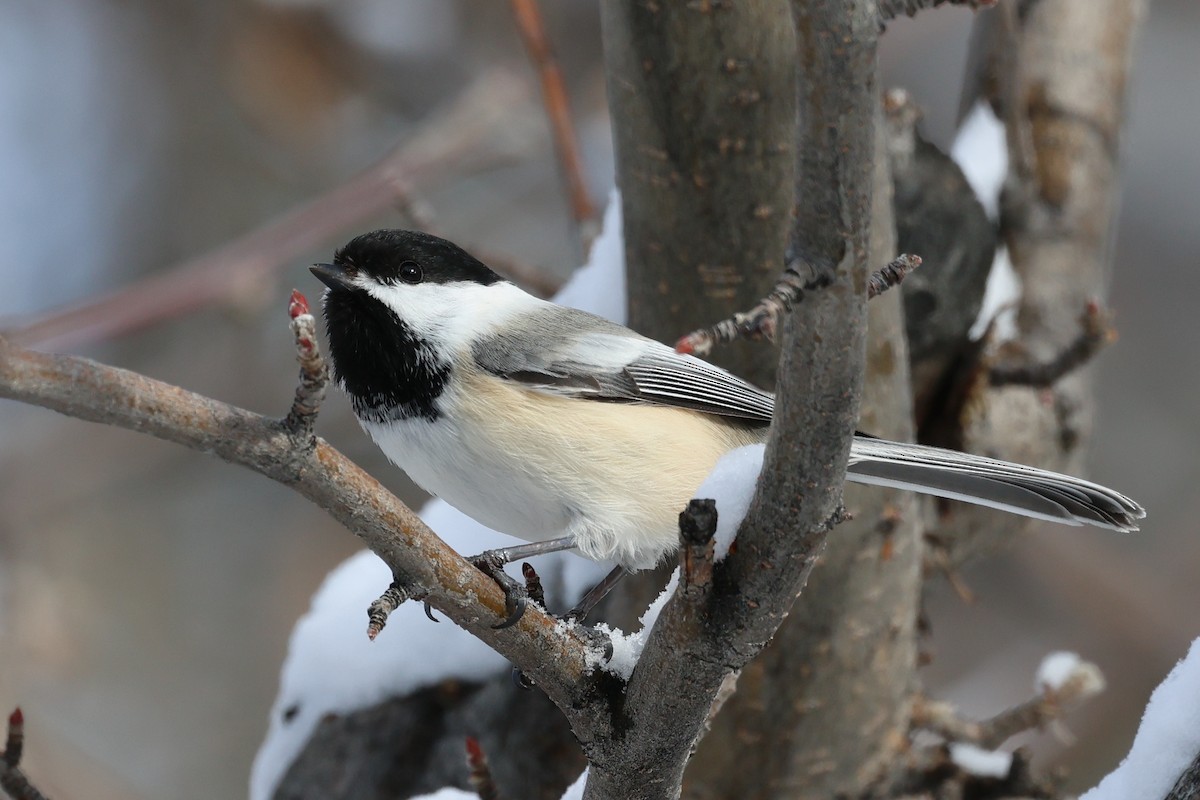 Black-capped Chickadee - ML615331136