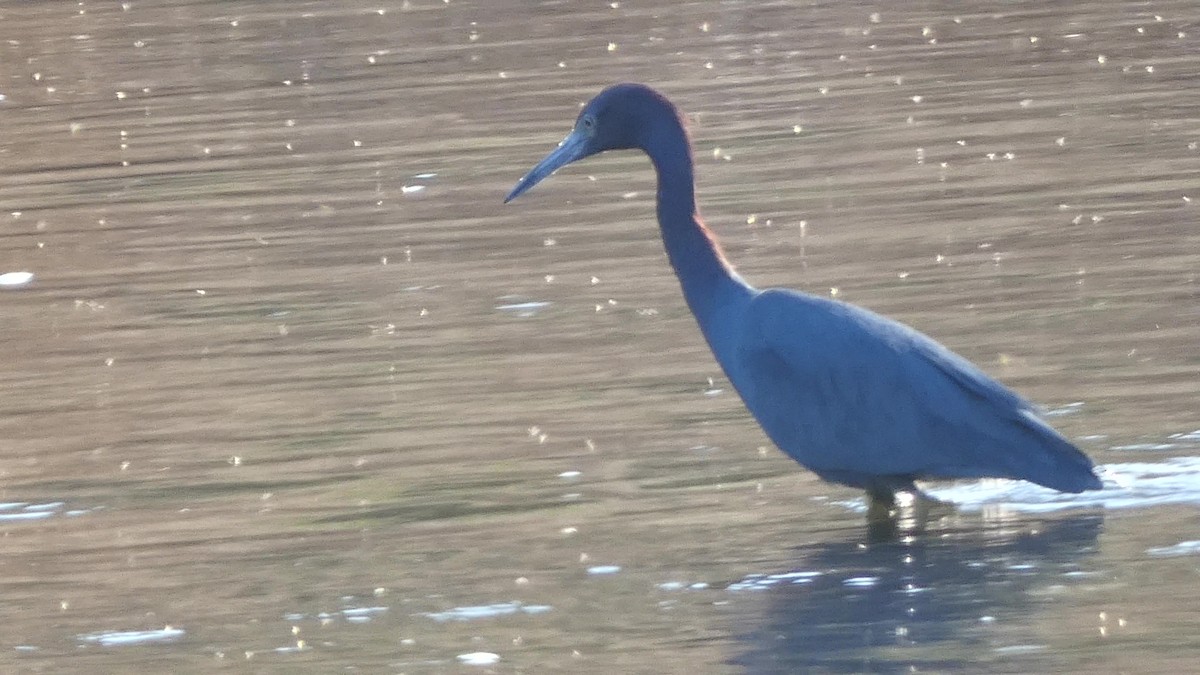 Little Blue Heron - ML615331148