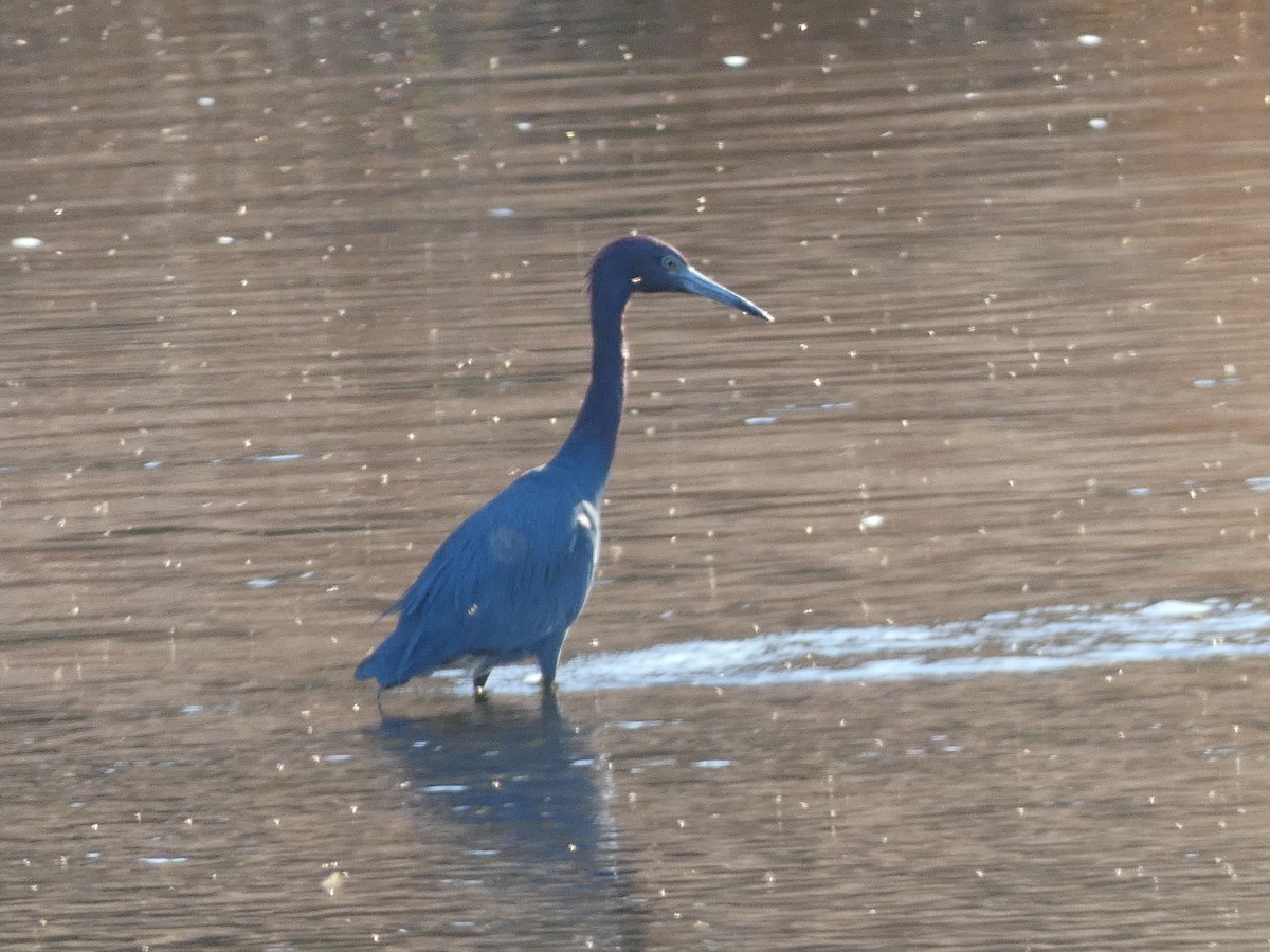 Little Blue Heron - ML615331149