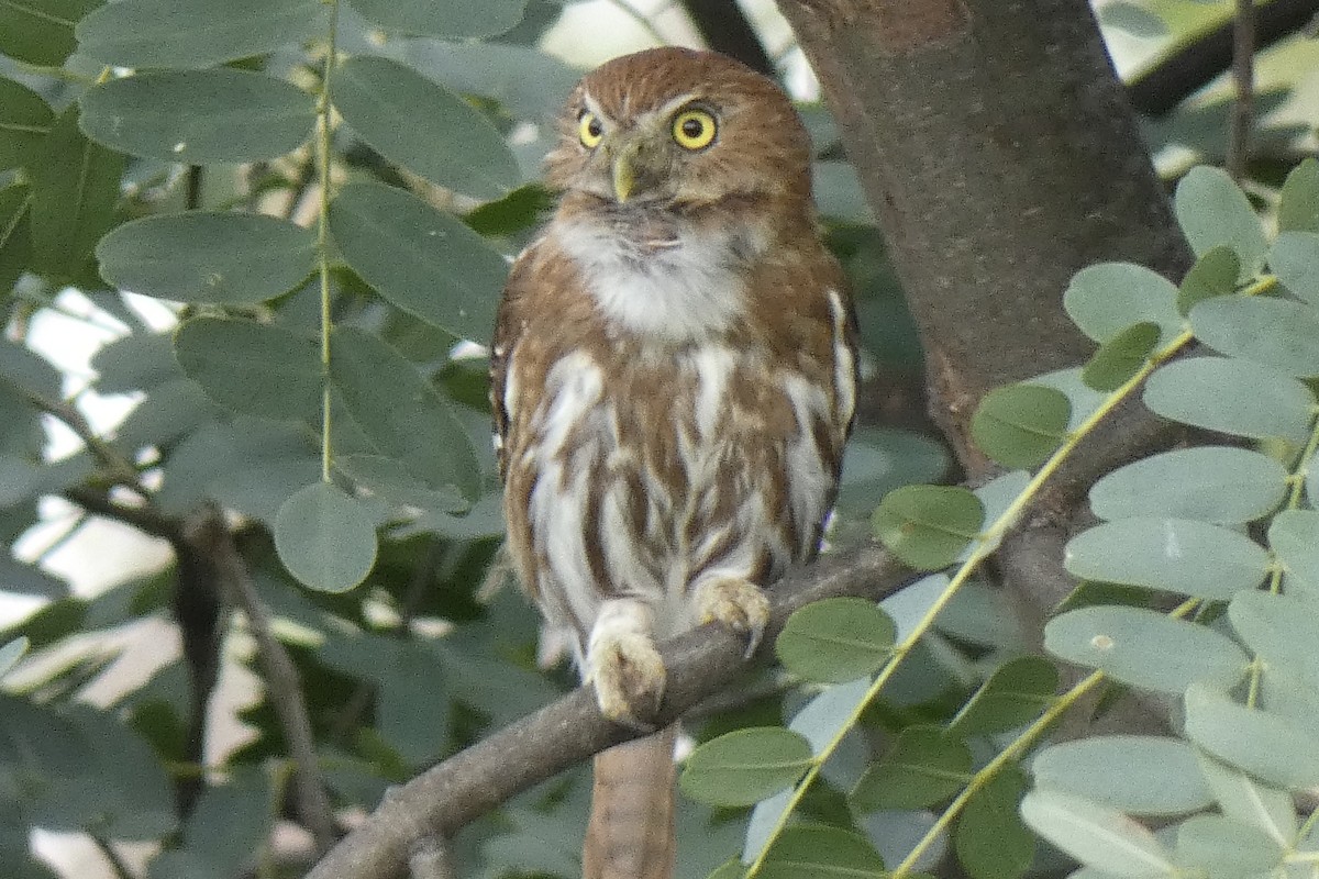 Ferruginous Pygmy-Owl - ML615331203