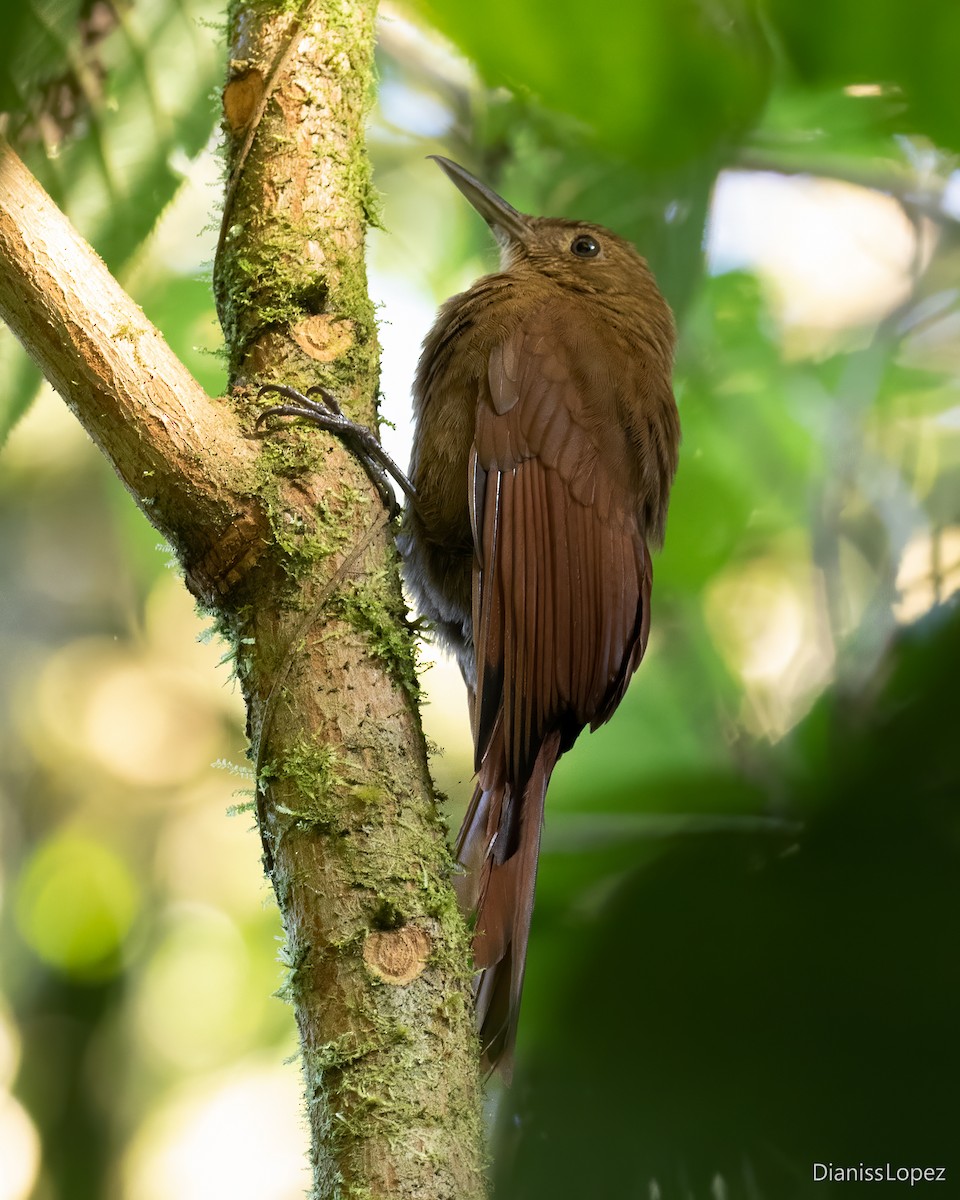 Tyrannine Woodcreeper - Diana López G