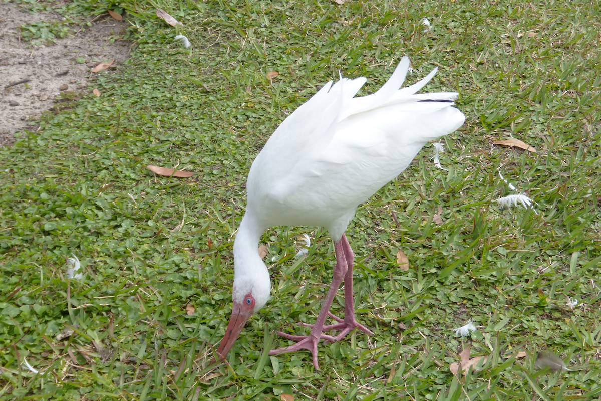 Ibis blanc - ML615331294