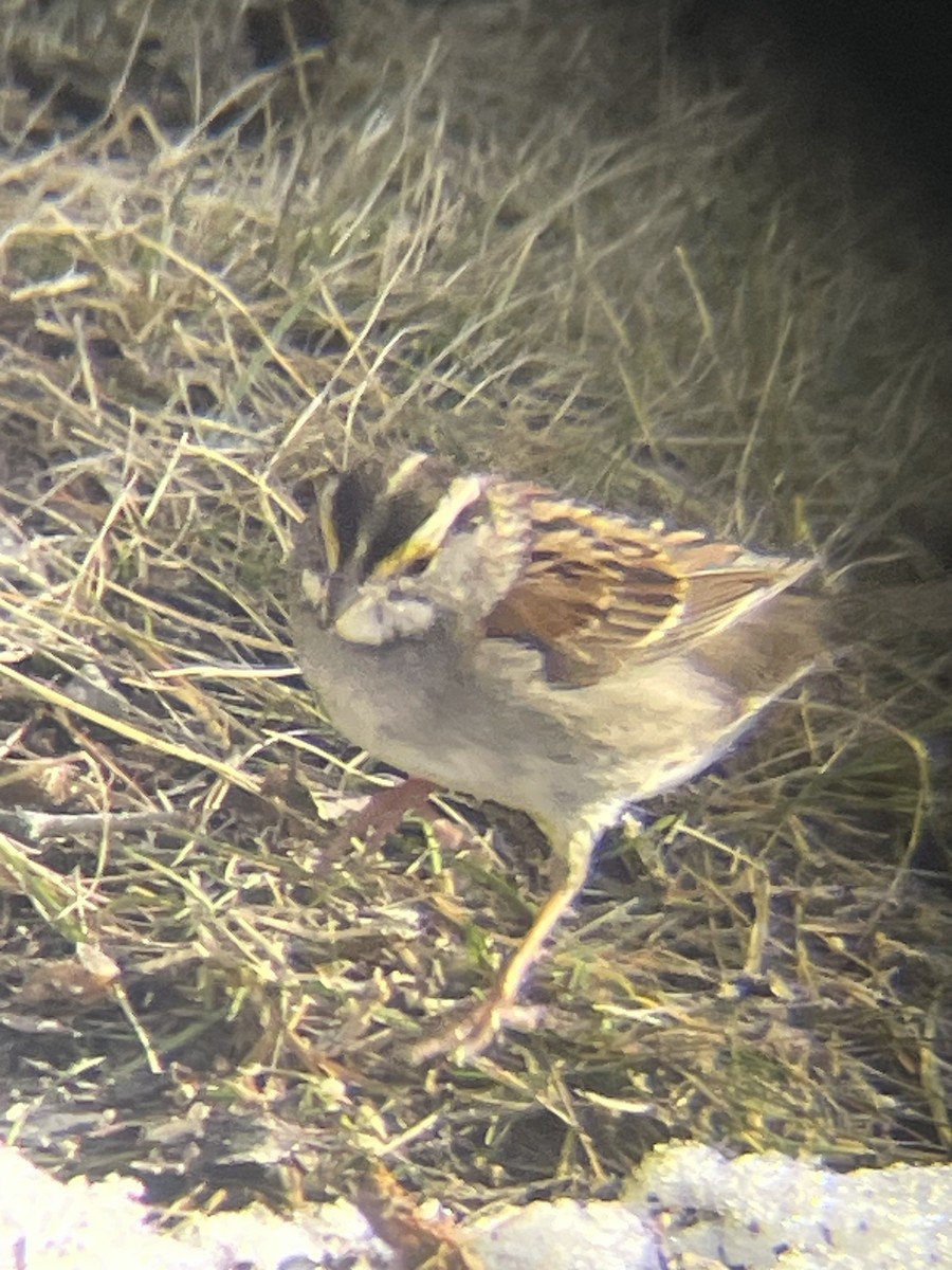 White-throated Sparrow - ML615331312