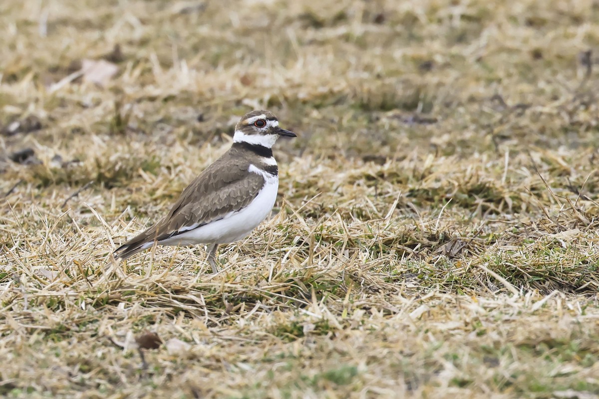 Killdeer - ML615331319
