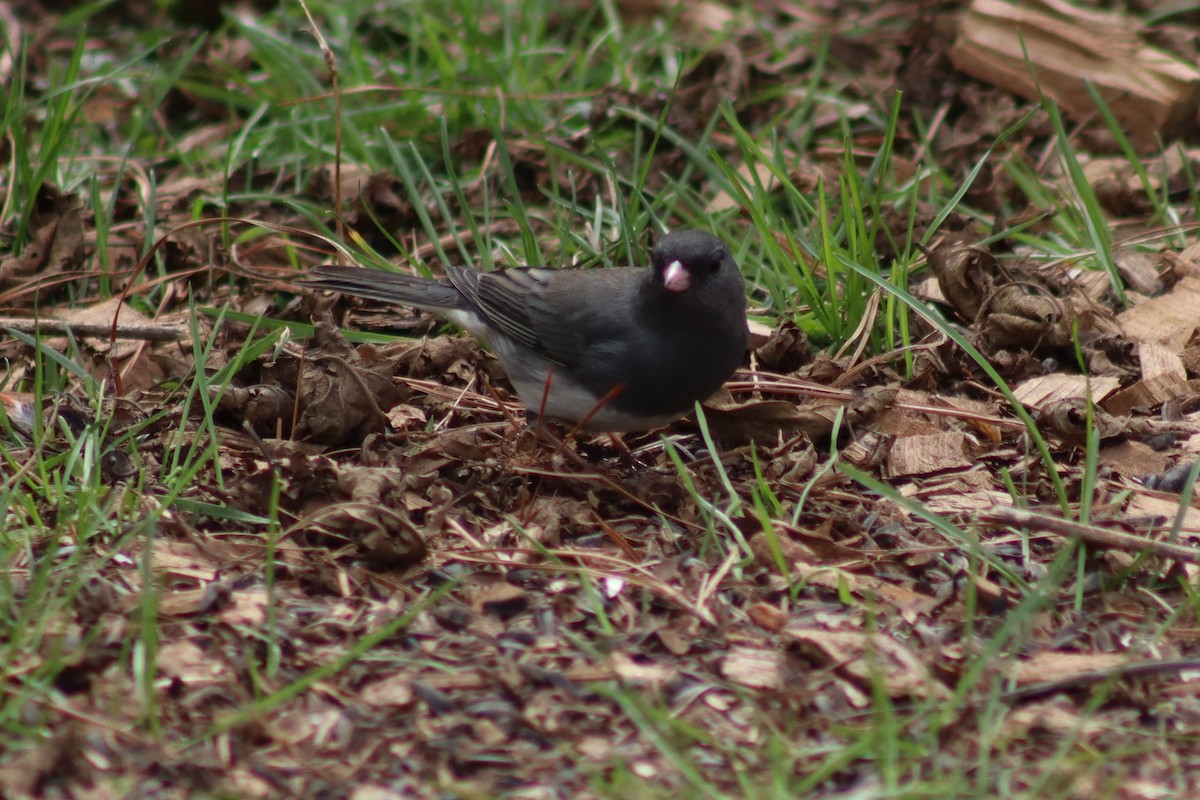 Dark-eyed Junco - ML615331345