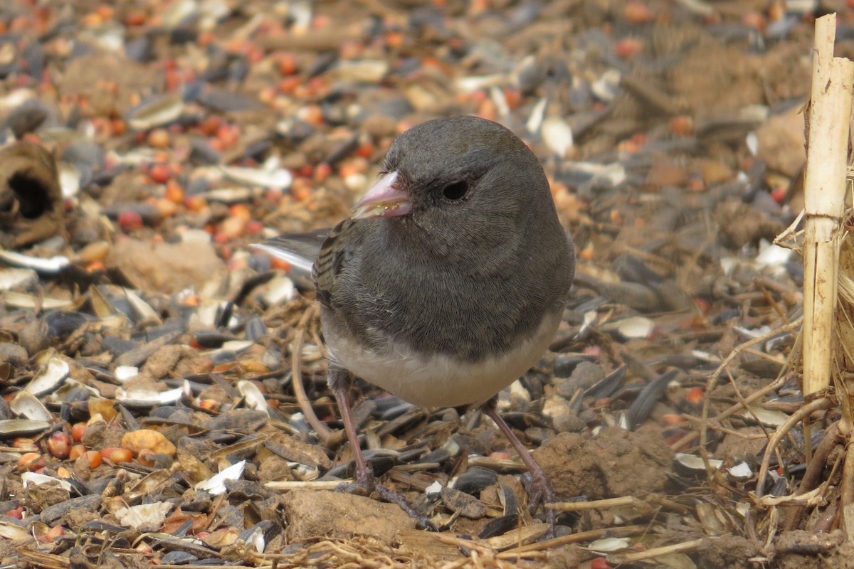 Junco ardoisé - ML615331346