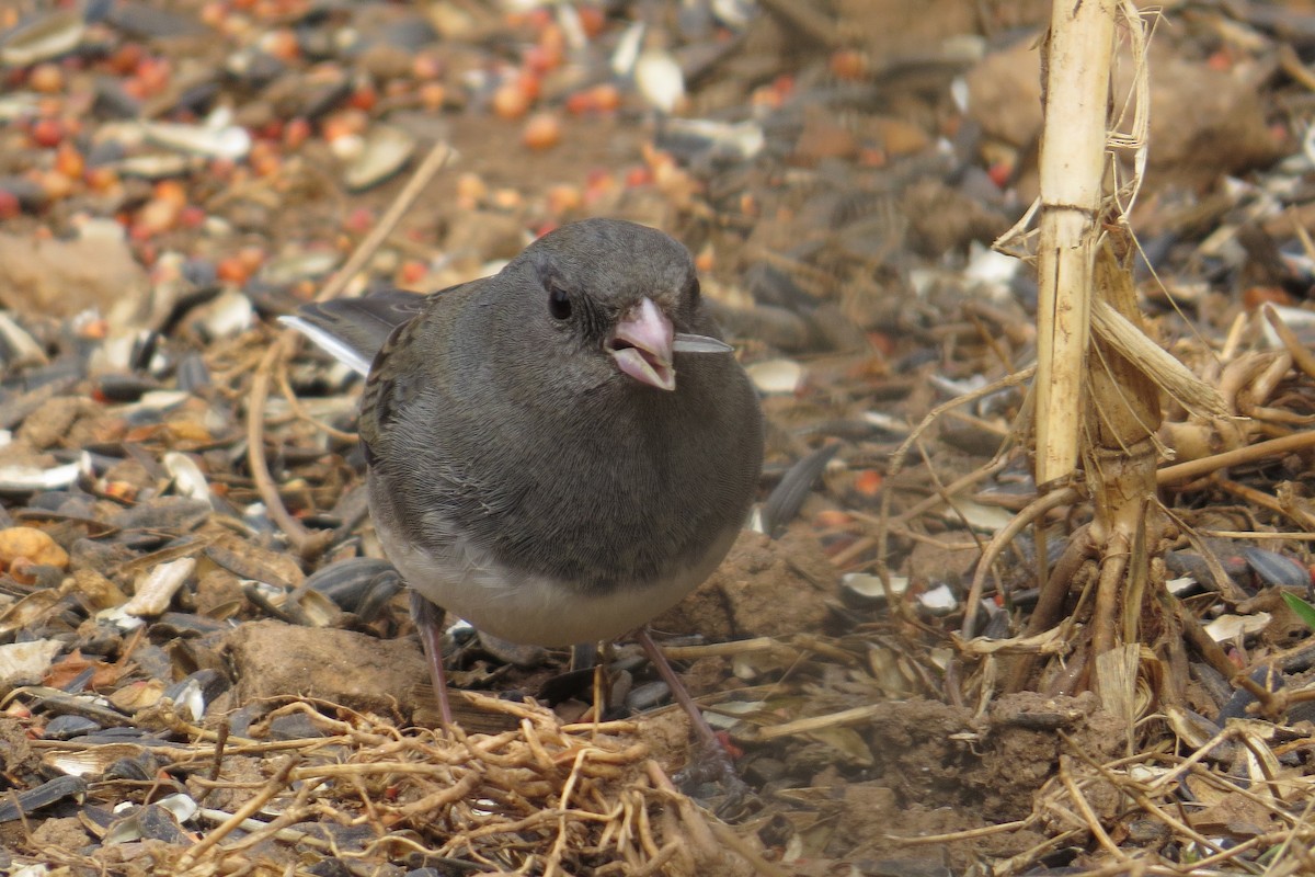 Dark-eyed Junco - Mark Kamprath