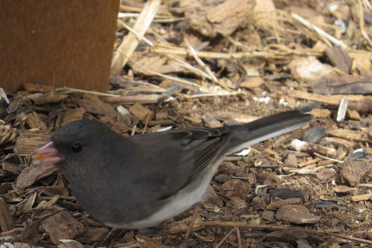 Dark-eyed Junco - ML615331349