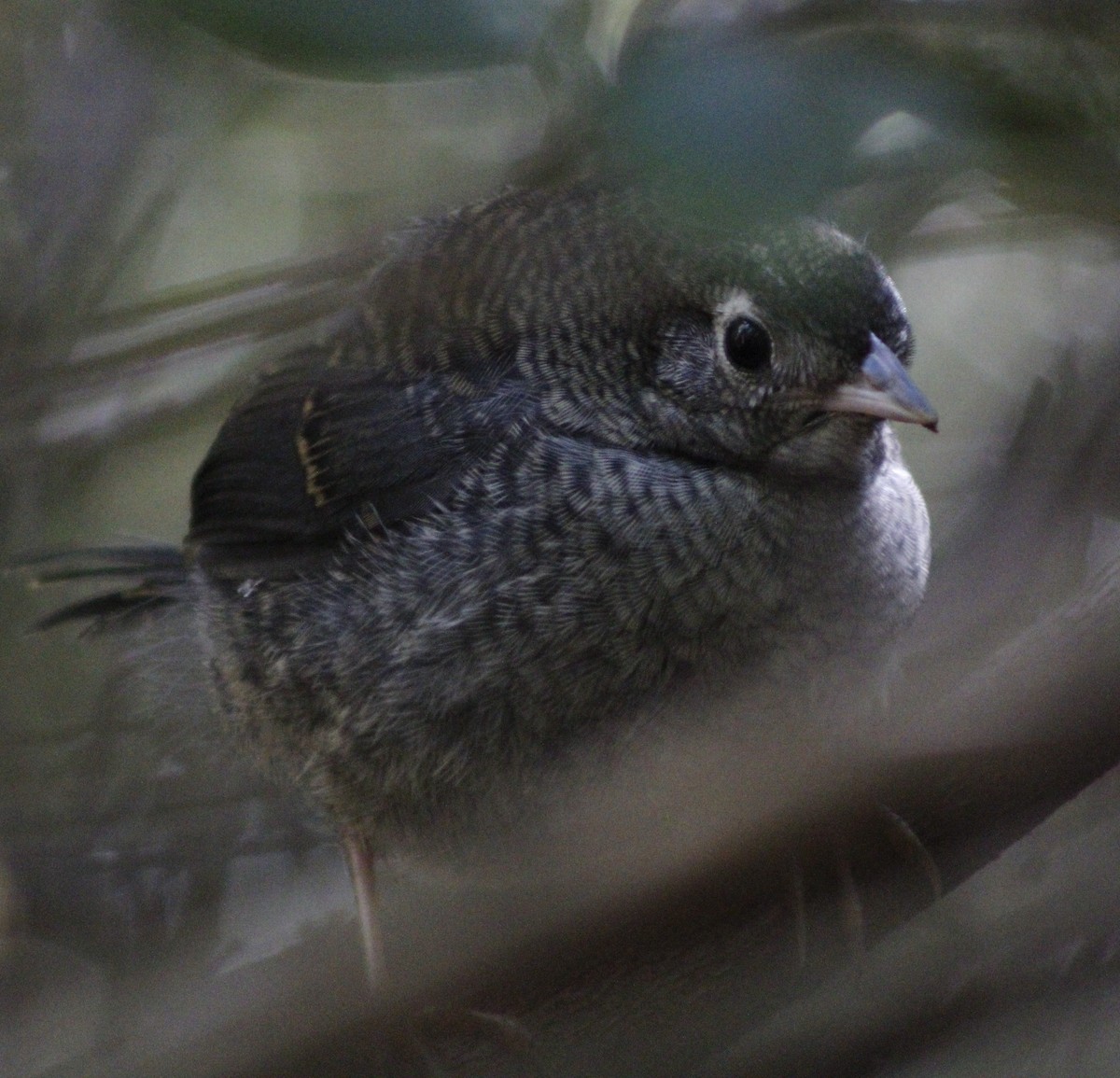 Ochre-flanked Tapaculo - ML615331354