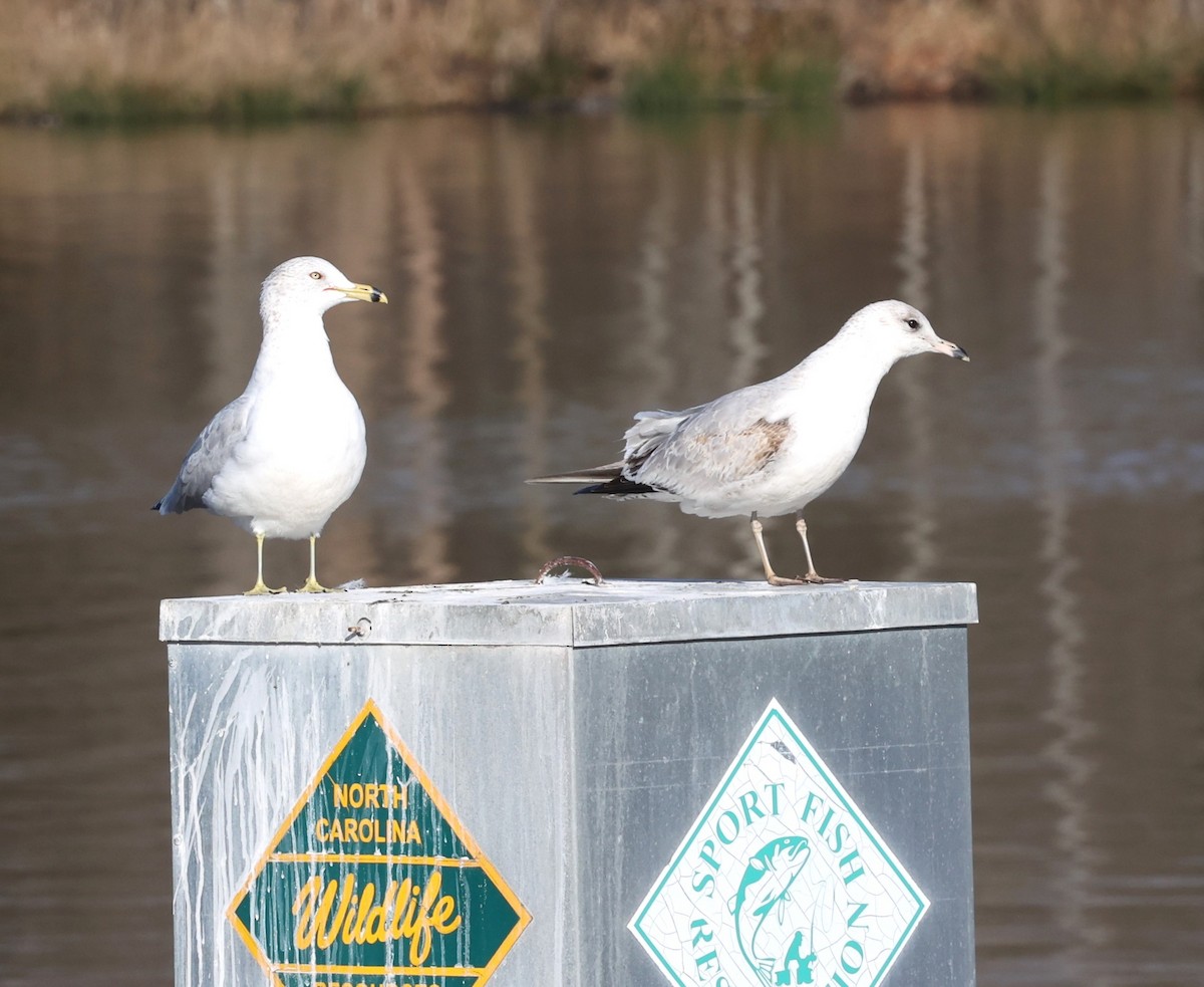 Ring-billed Gull - ML615331425