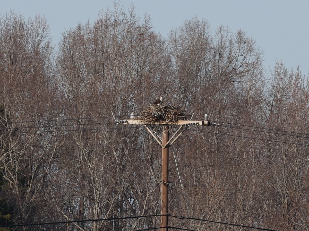 Osprey - Dawn Lloyd