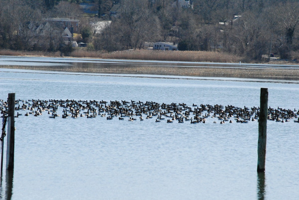 Brant - ML615331435