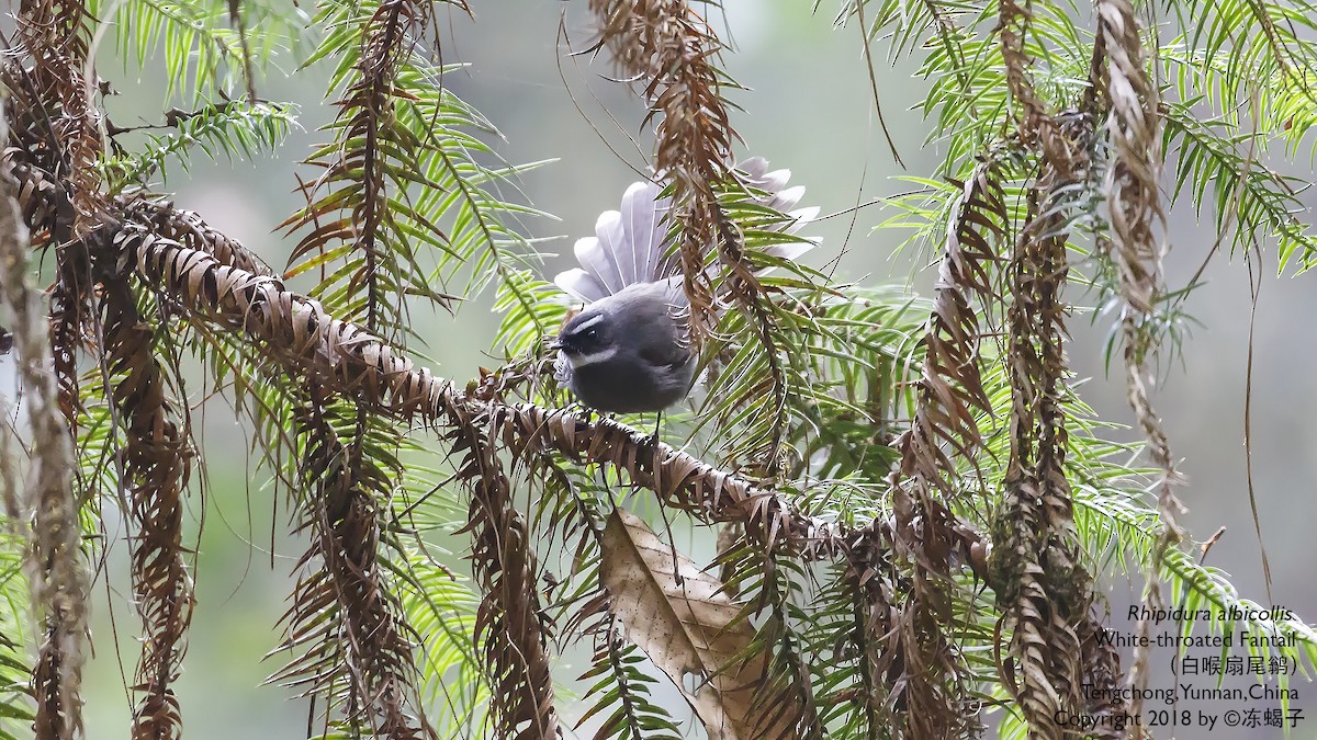 White-throated Fantail - ML615331448