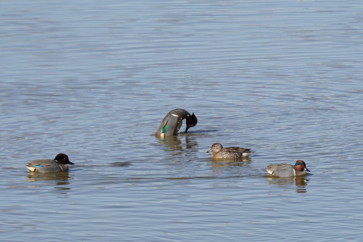 Green-winged Teal - ML615331454