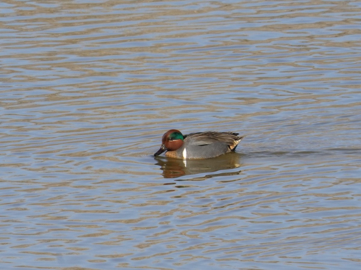 Green-winged Teal - Kristy Dhaliwal