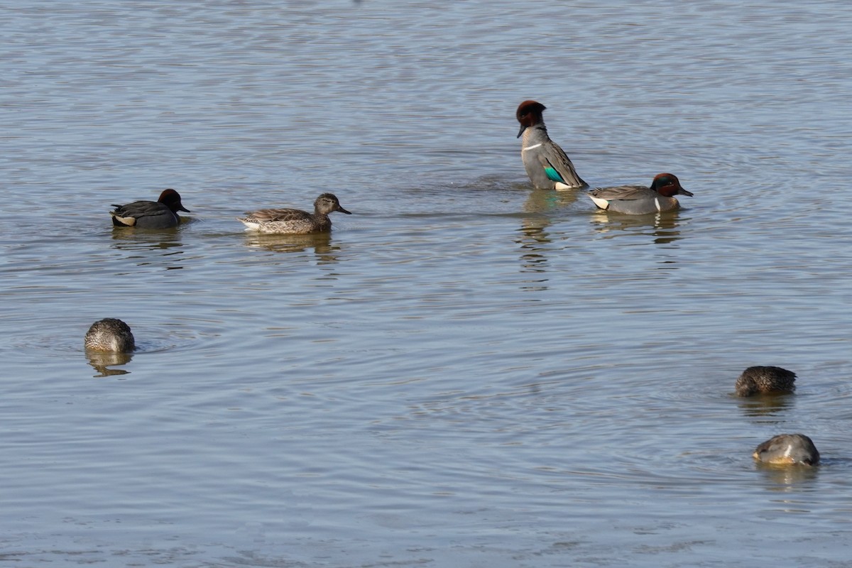 Green-winged Teal - Kristy Dhaliwal