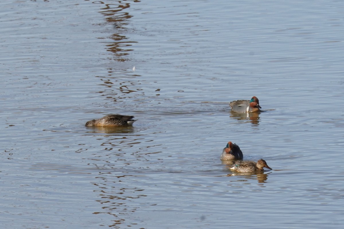 Green-winged Teal - Kristy Dhaliwal