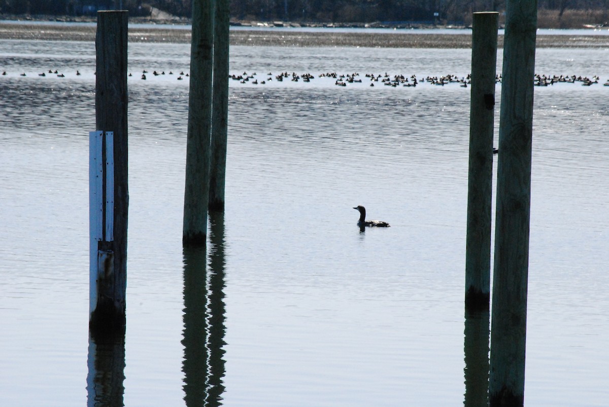 Common Loon - Jess Curry