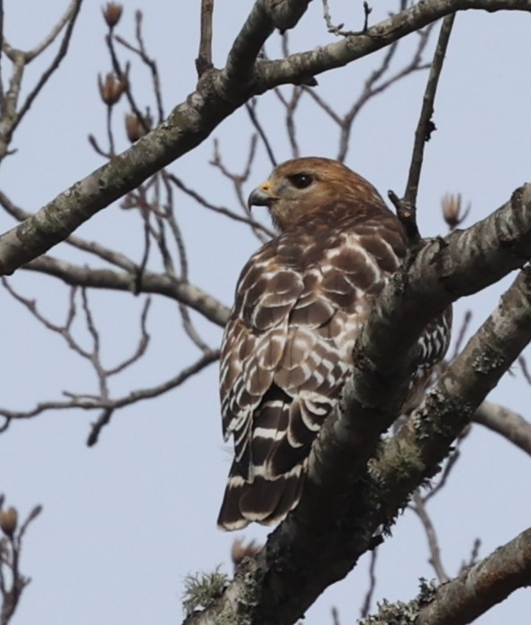 Red-shouldered Hawk - ML615331471