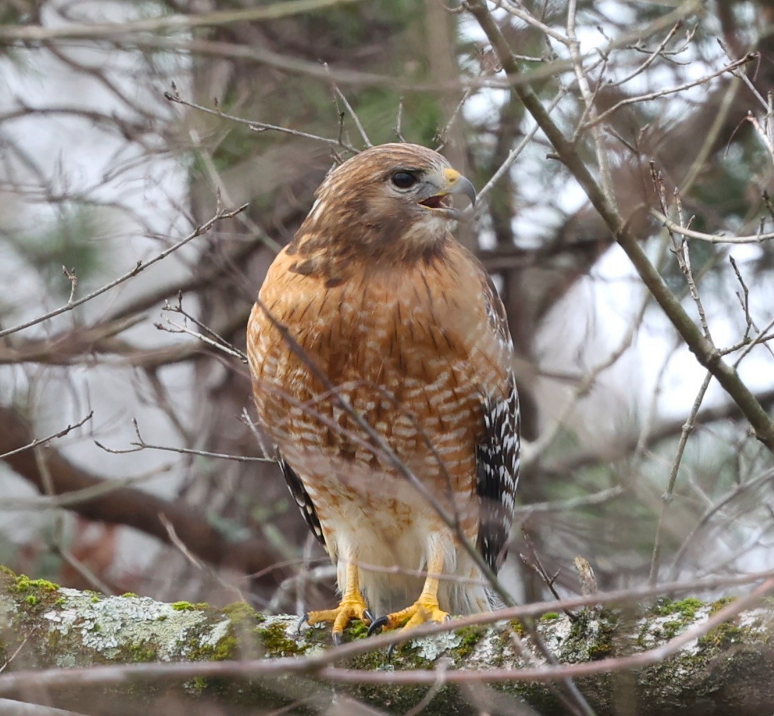 Red-shouldered Hawk - ML615331472