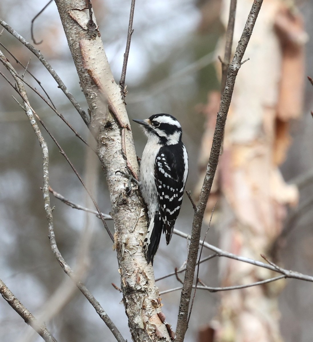 Downy Woodpecker - ML615331487