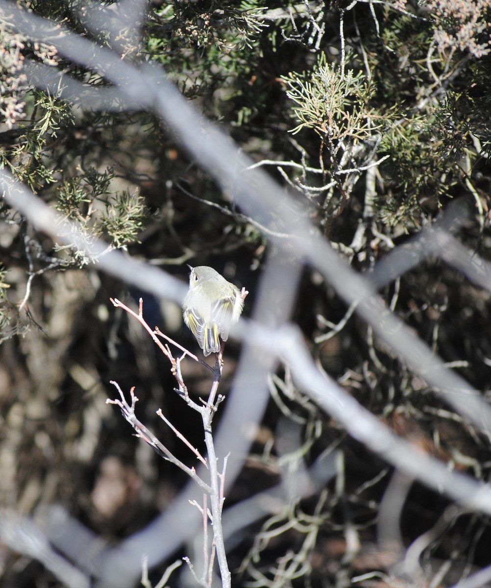 Ruby-crowned Kinglet - ML615331506