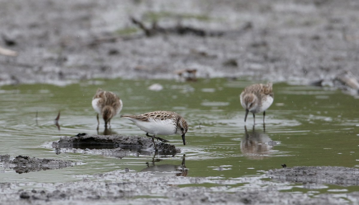 Semipalmated Sandpiper - Jay McGowan