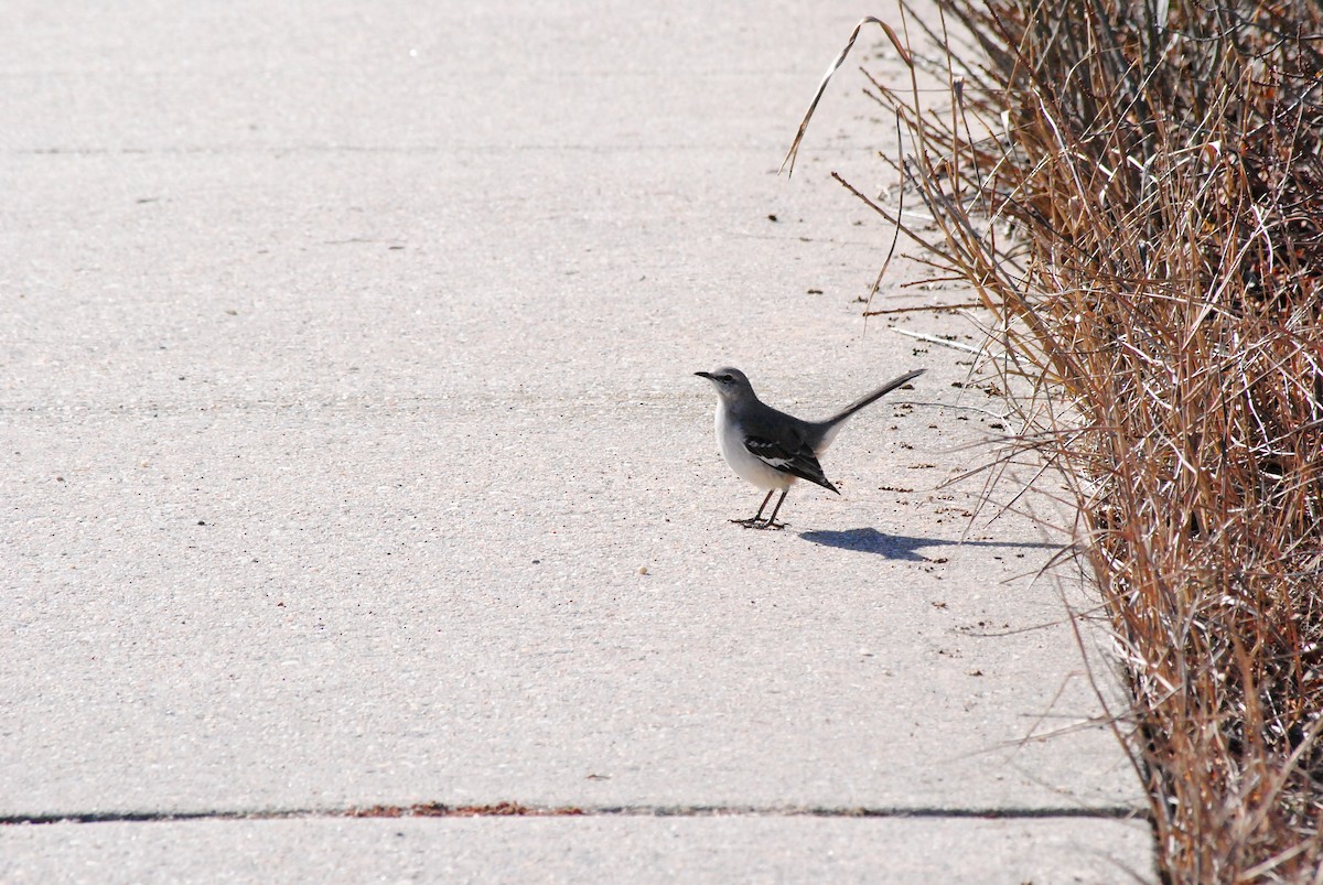 Northern Mockingbird - ML615331526