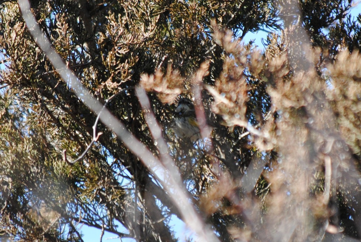 Yellow-rumped Warbler - ML615331531