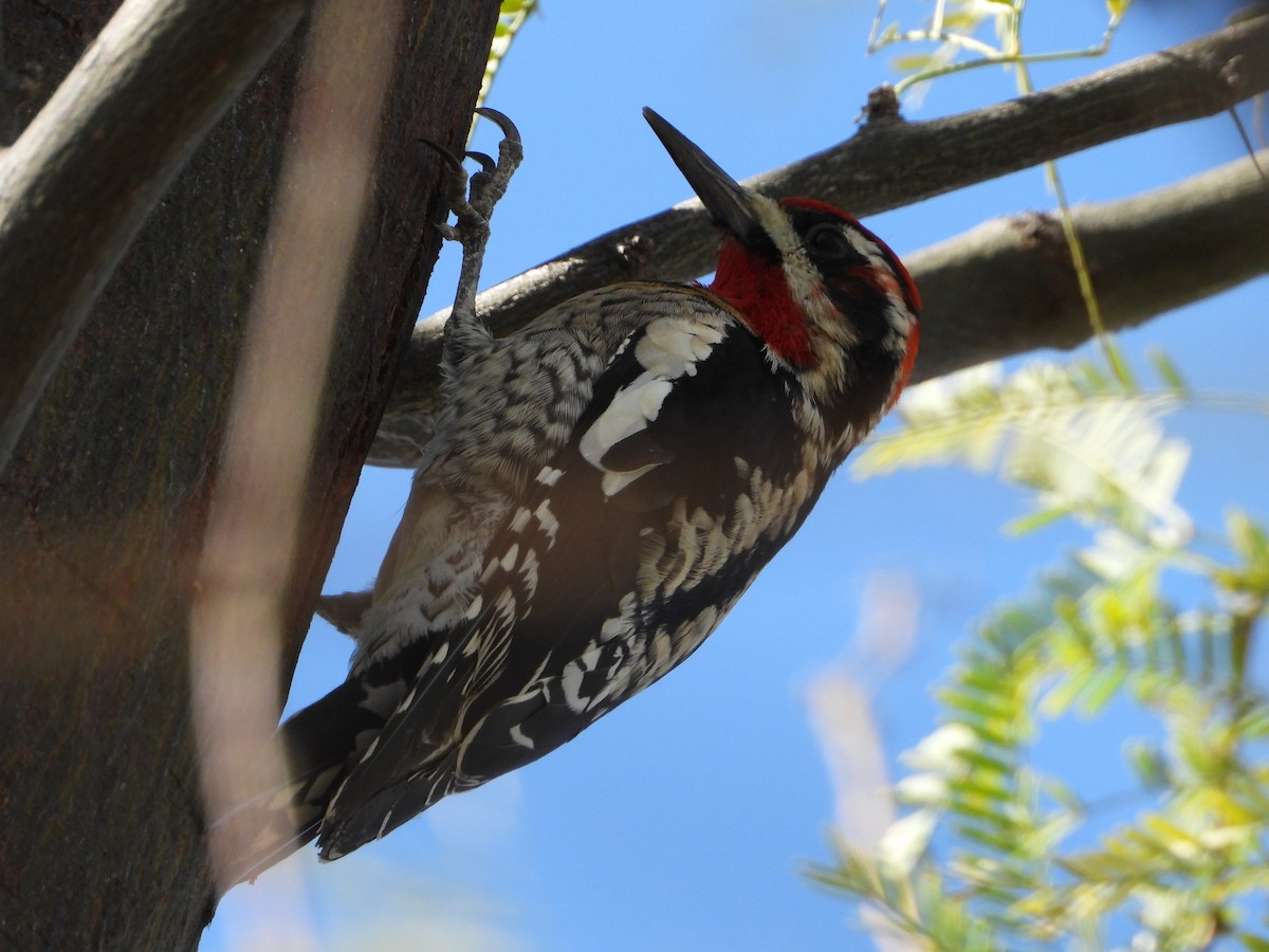 Yellow-bellied/Red-naped Sapsucker - ML615331609