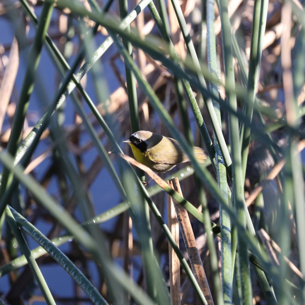 Common Yellowthroat - Cindy P