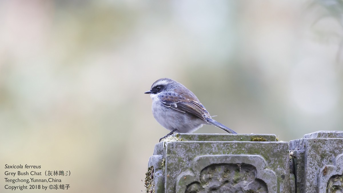 Gray Bushchat - ML615331692