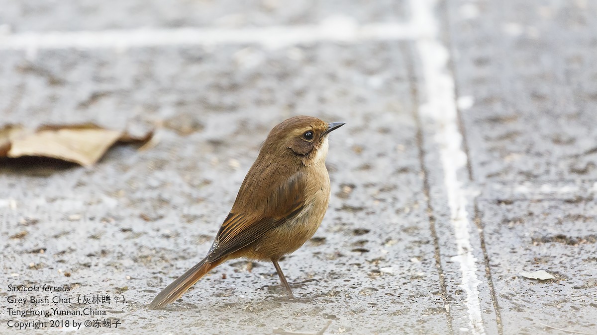 Gray Bushchat - ML615331693