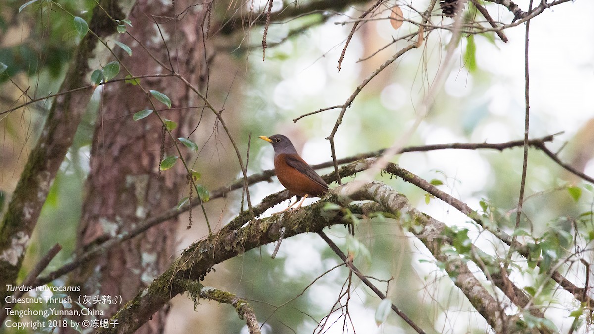 Chestnut Thrush - ML615331727