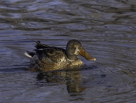 Northern Shoveler - ML615331729