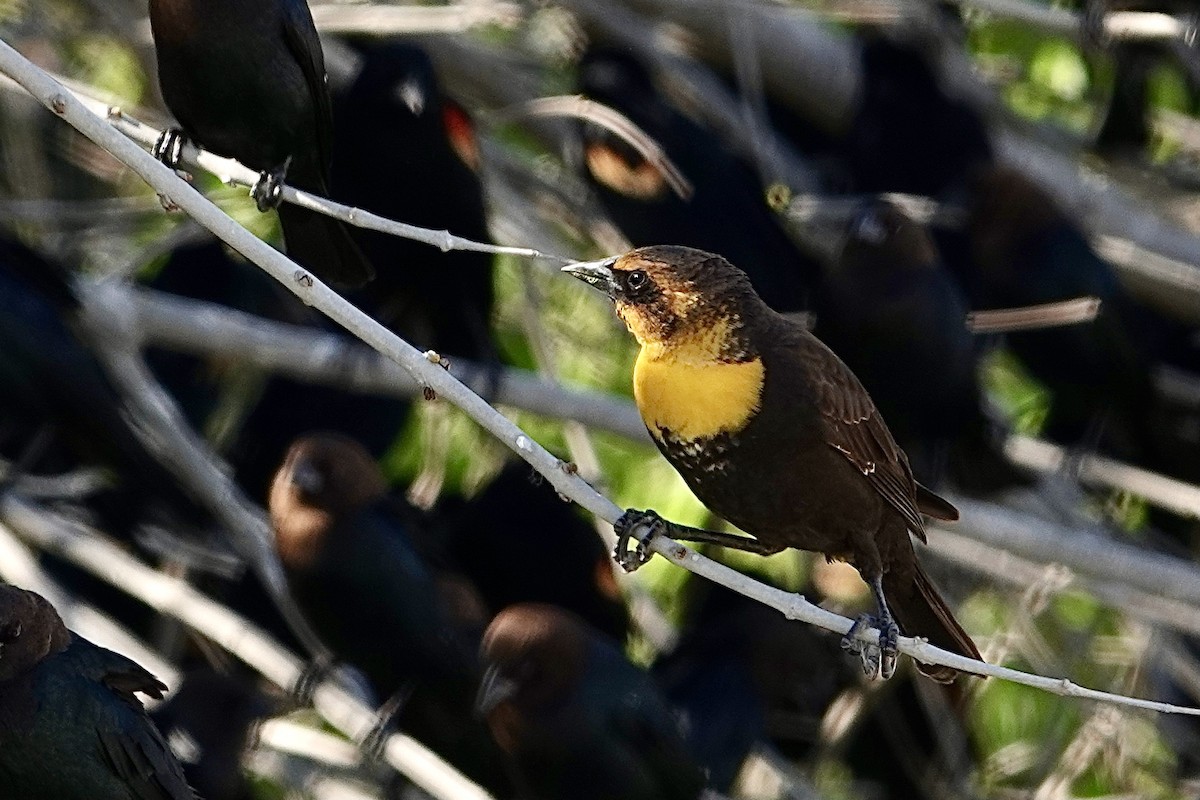 Yellow-headed Blackbird - ML615331741