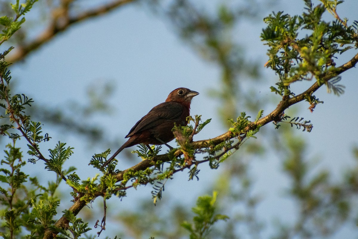 Red-crested Finch - ML615331815