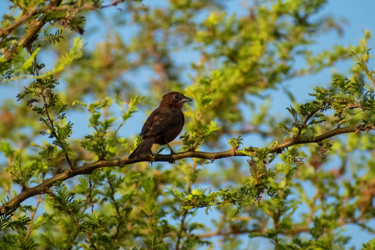 Red-crested Finch - Ezequiel Racker